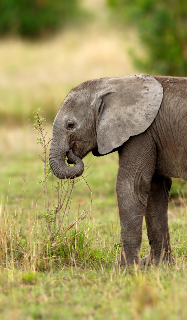 Маленький серый слоненок идет по траве