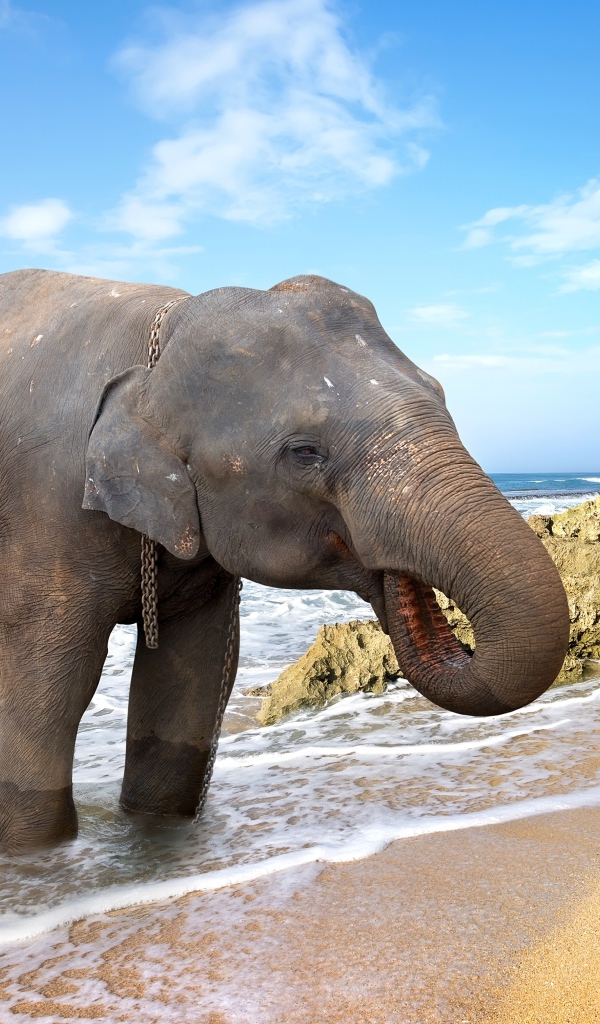 Большой слон пьет воду на берегу океана