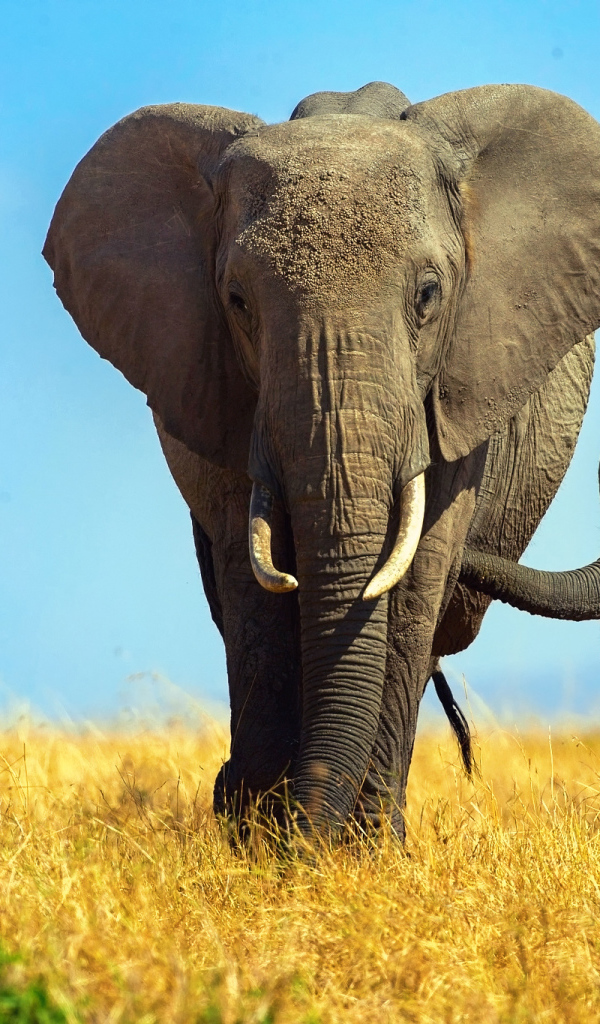 Большая слониха  с маленьким слоненком 