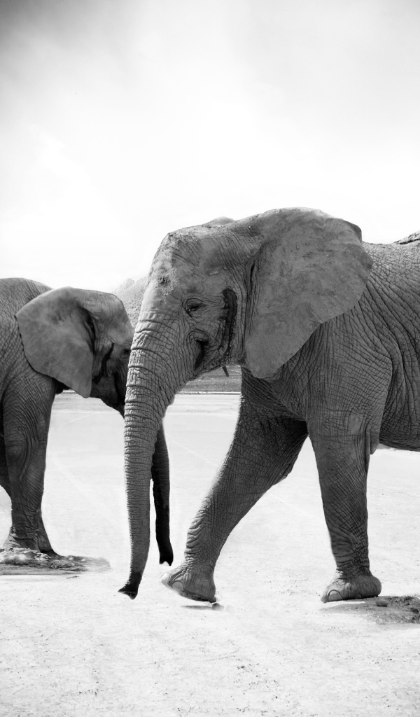 Слоны на дороге черно - белое фото 