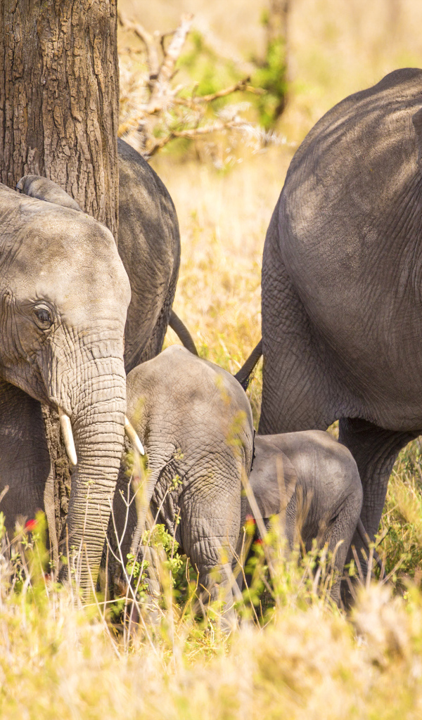 Семья больших серых слонов у дерева