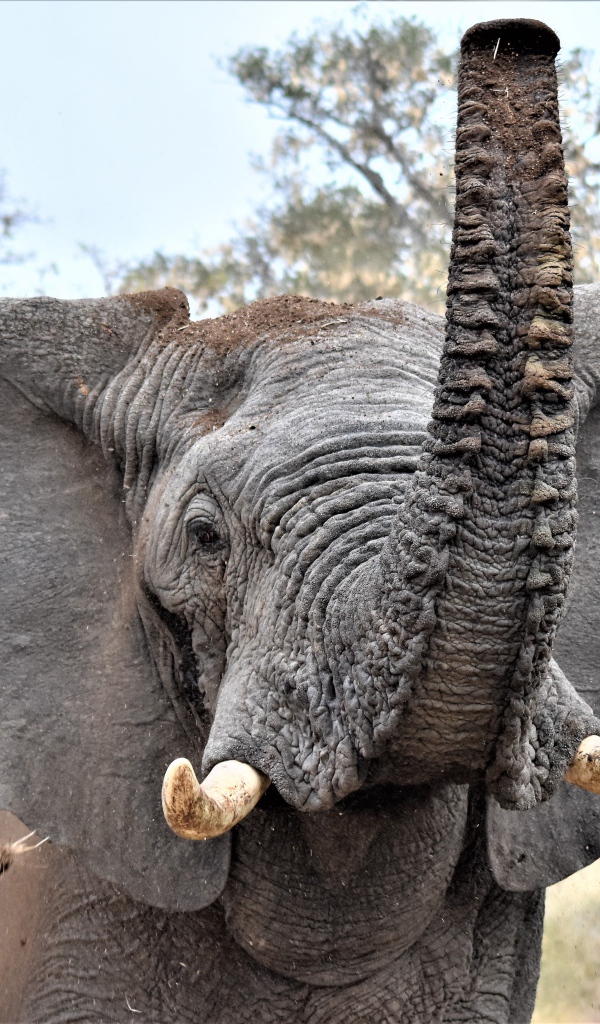Большой серый слон с поднятым хоботом