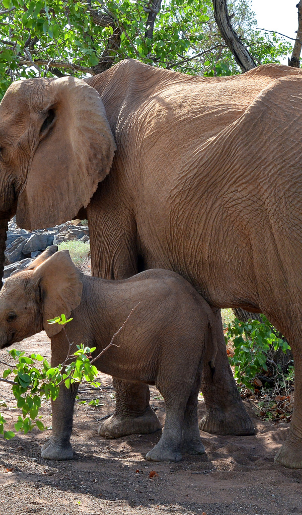 Мама слон с маленьким слоненком