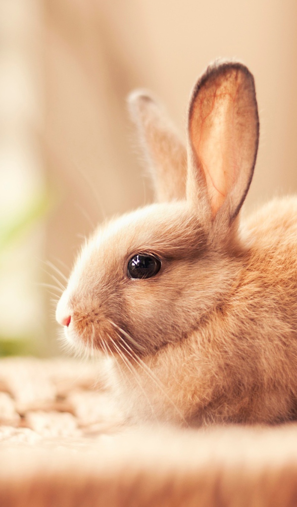 A small beautiful decorative rabbit