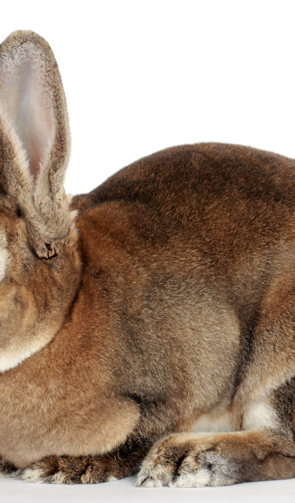 Большой кролик на белом фоне