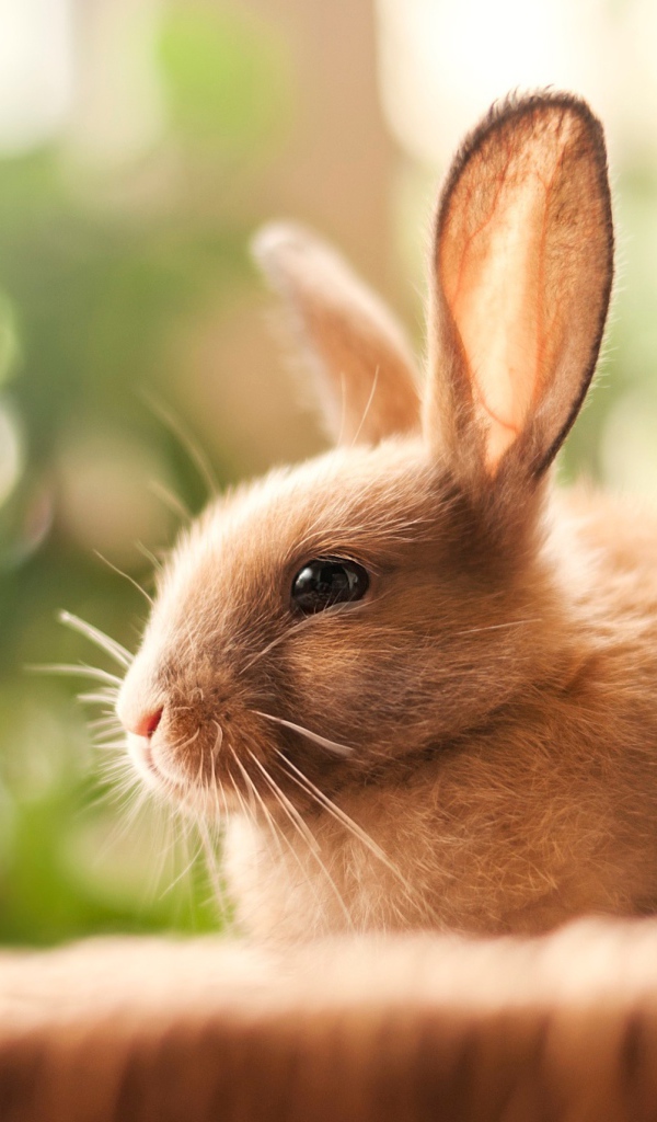 Милый декоративный кролик с длинными ушами 