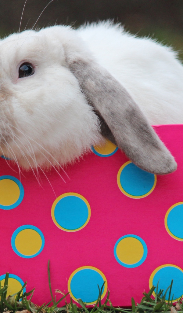 Забавный декоративный кролик сидит в разноцветной коробке