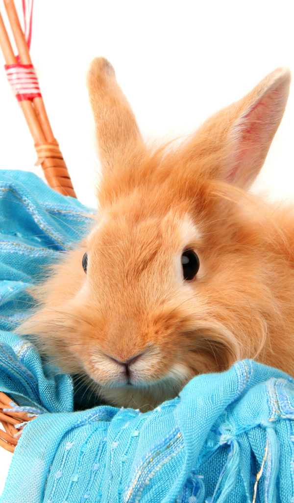 Red-haired furry rabbit sitting in a basket on a blue scarf on a white background