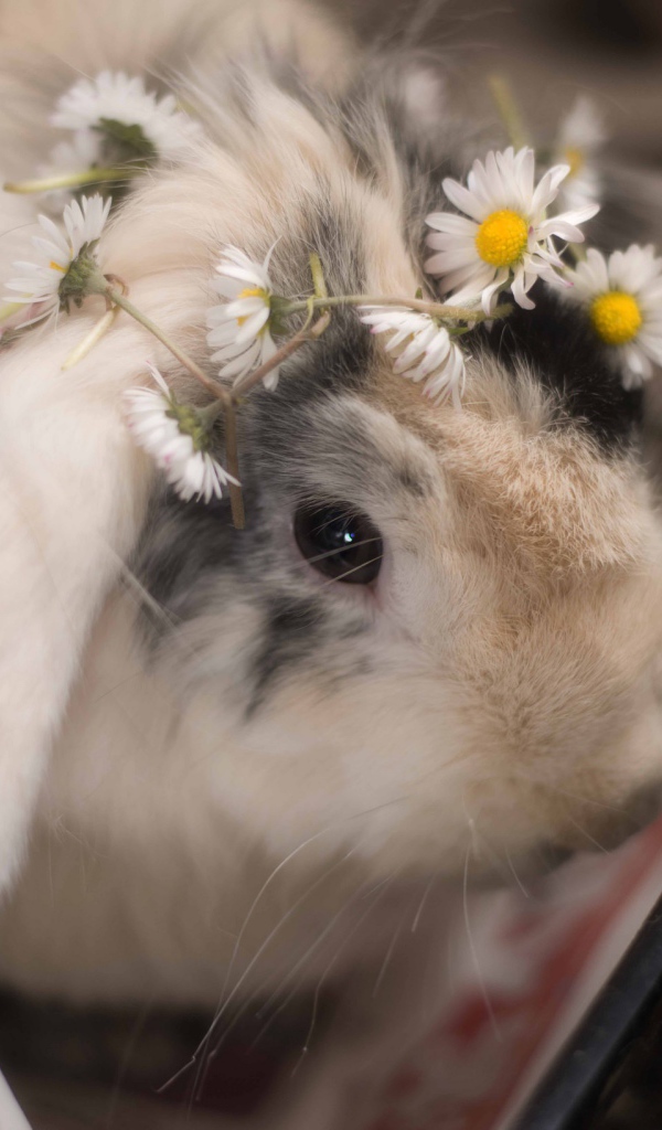 Маленький декоративный кролик с ромашками 