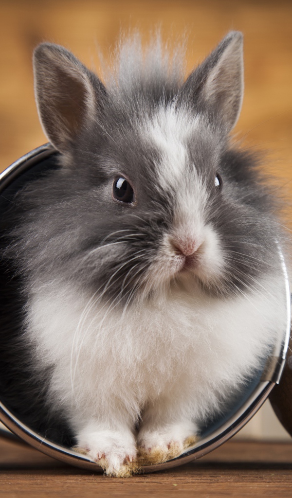 Милый пушистый декоративный кролик