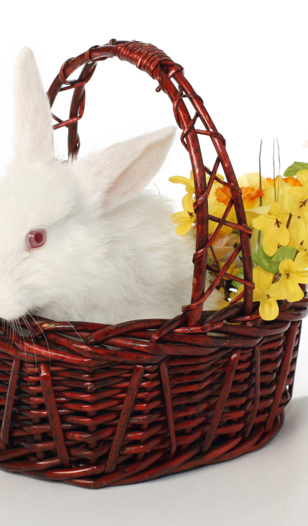 Белый кролик в корзине с цветами на белом фоне
