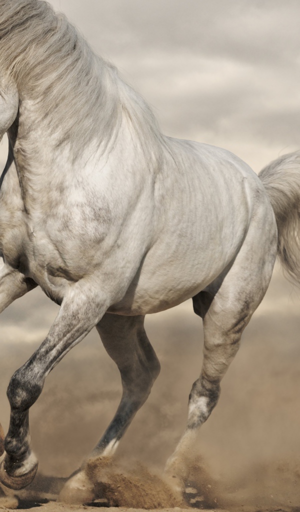 Красивая белая лошадь скачет по песку