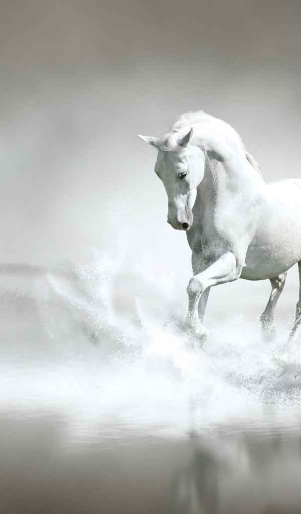 A beautiful white horse runs along the water