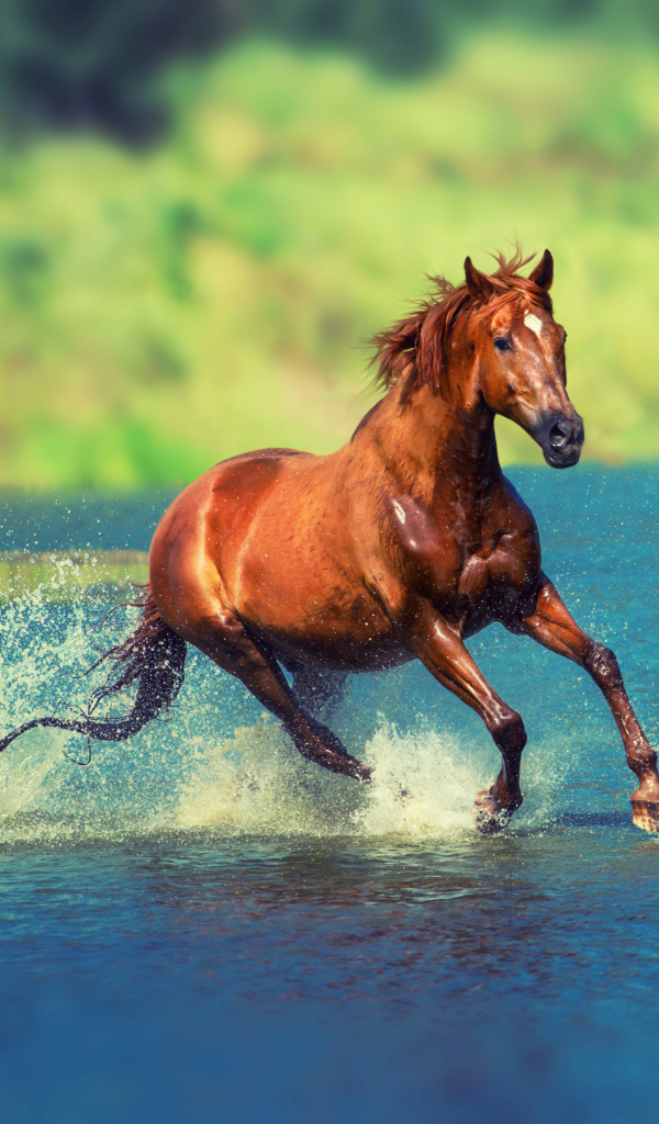 Коричневая лошадь скачет по воде