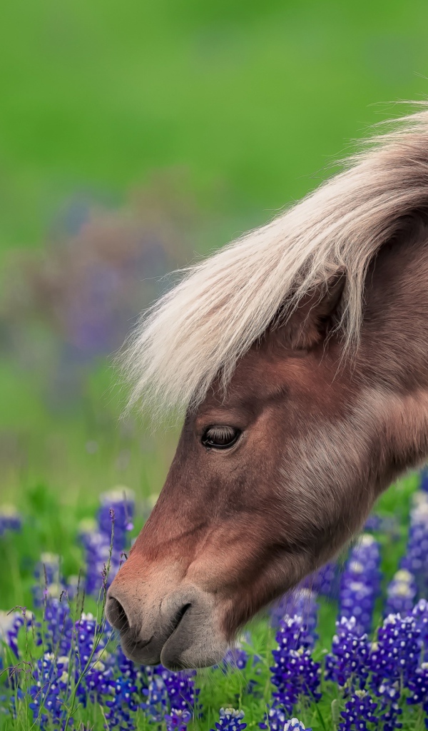 Коричневая лошадь гуляет по полю с синими цветами