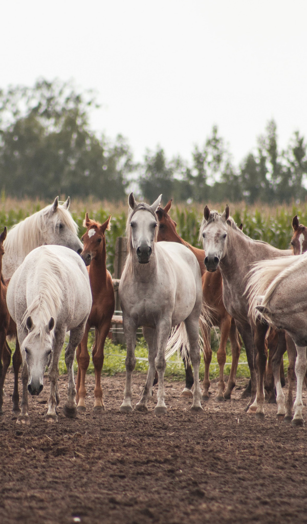 Большое стадо красивых белых и коричневых лошадей