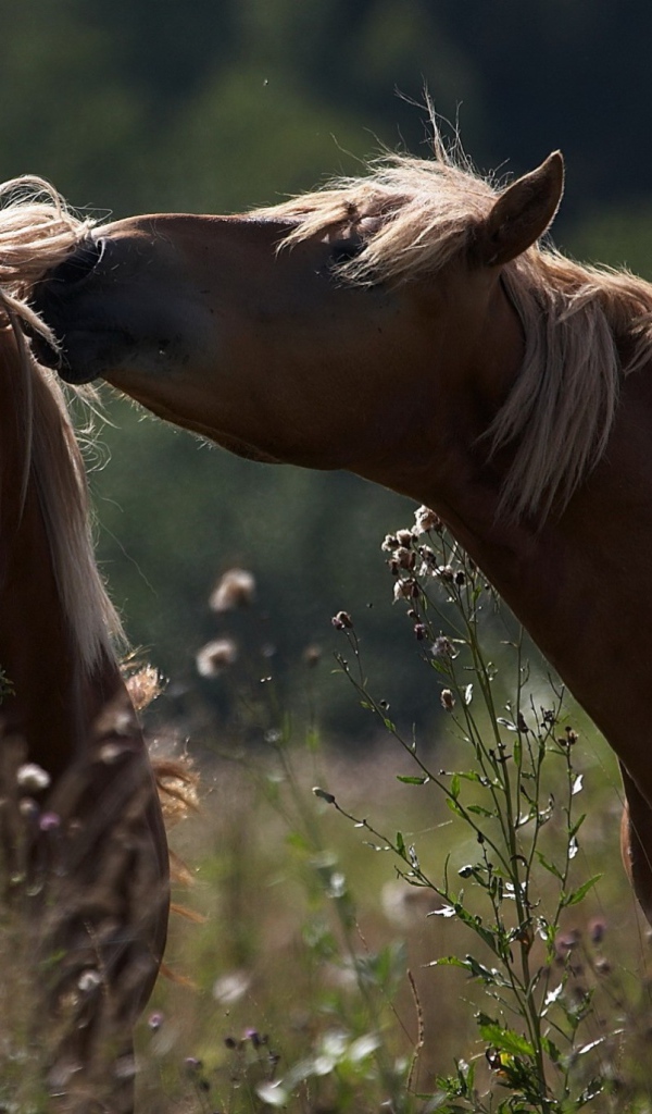 Пара красивых коричневых лошадей в поле 