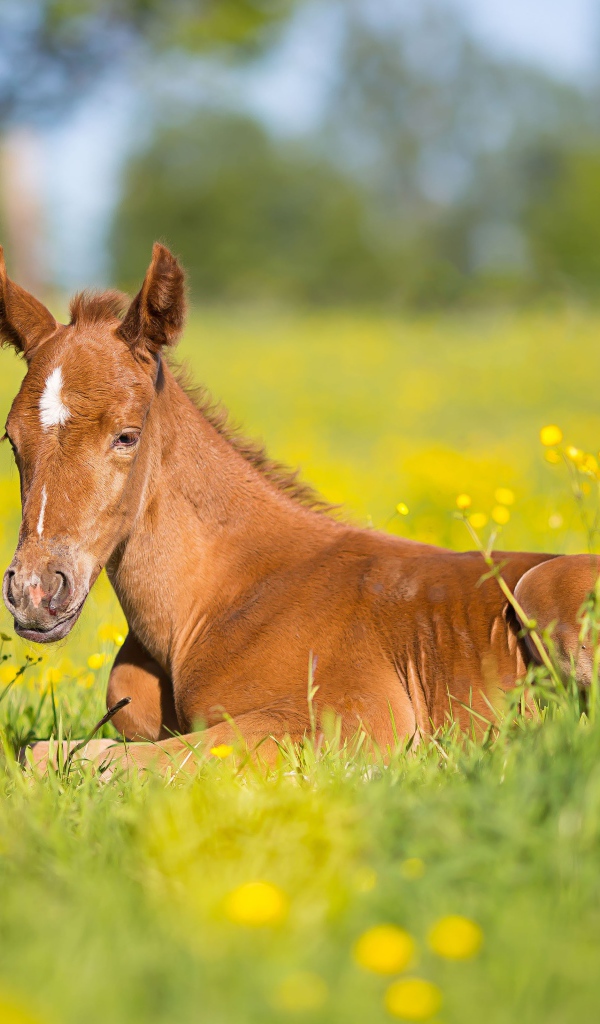 Маленький коричневый жеребенок лежит на зеленой траве 
