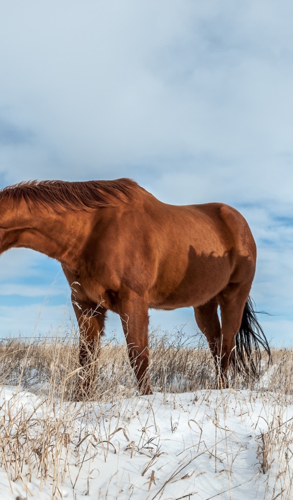 Белая и коричневая лошадь пасутся на покрытом снегом поле 
