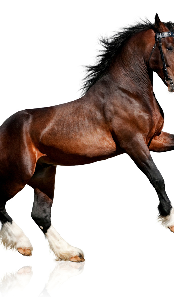 Красивый коричневый конь на белом фоне