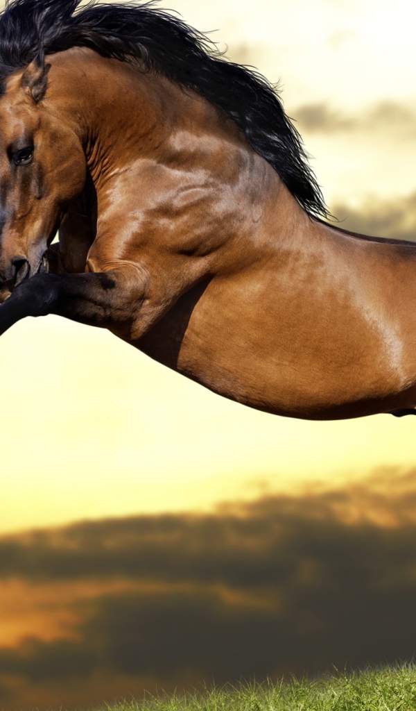 Красивый коричневый конь с черной гривой  встал на дыбы 