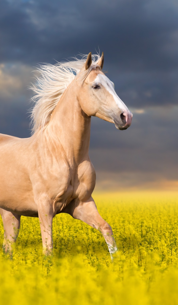 Красивая лошадь скачет по полю с желтыми цветами на фоне красивого неба