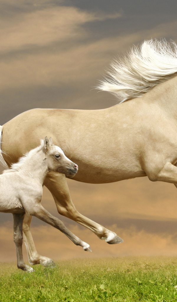 Красивая лошадь с жеребенком скачут по зеленой траве