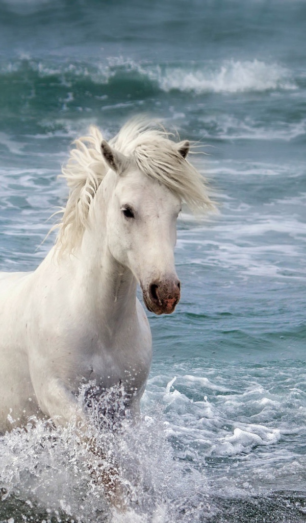 Красивая белая лошадь в воде 