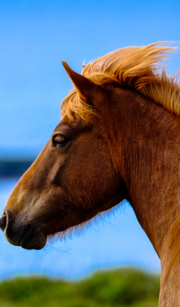 Голова лошади на фоне голубого неба крупным планом