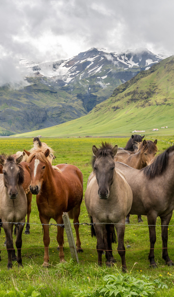 Табун лошадей в покрытых зеленью горах