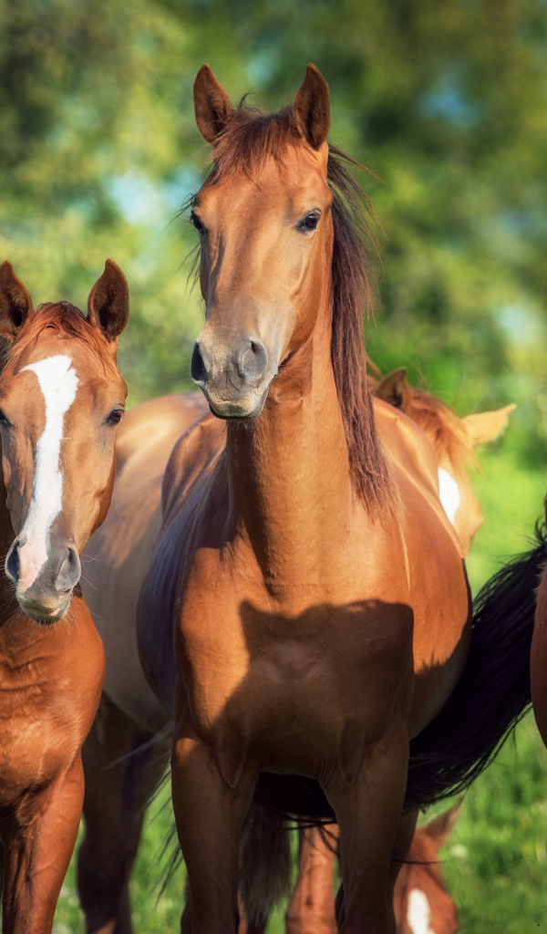 Три красивые коричневые лошади 