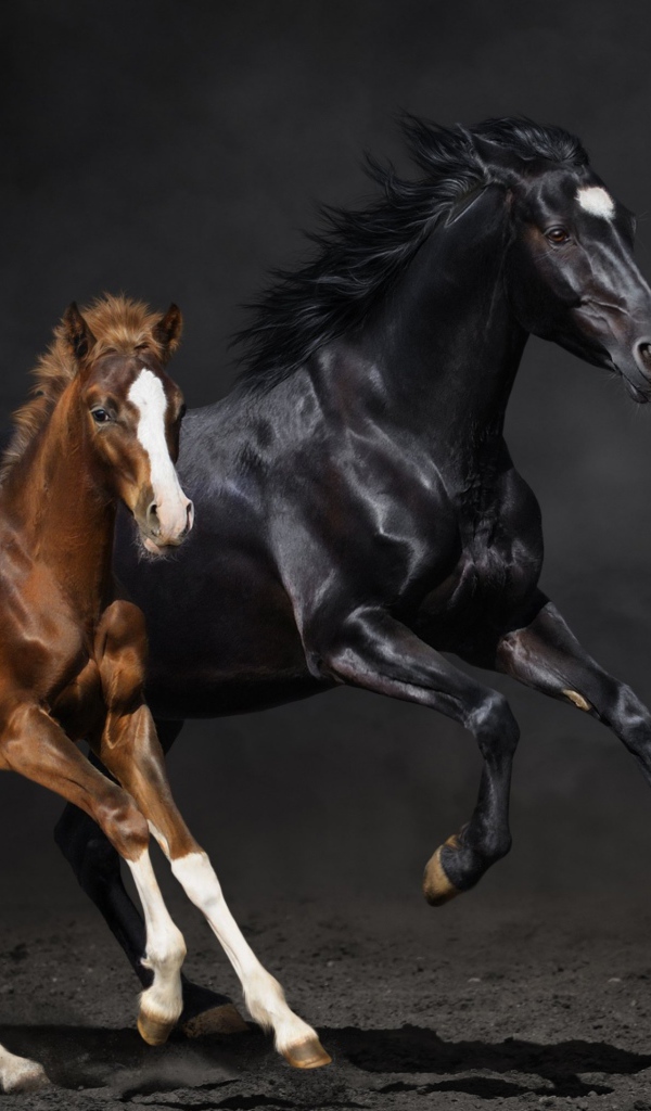 Две бегущие лошади 