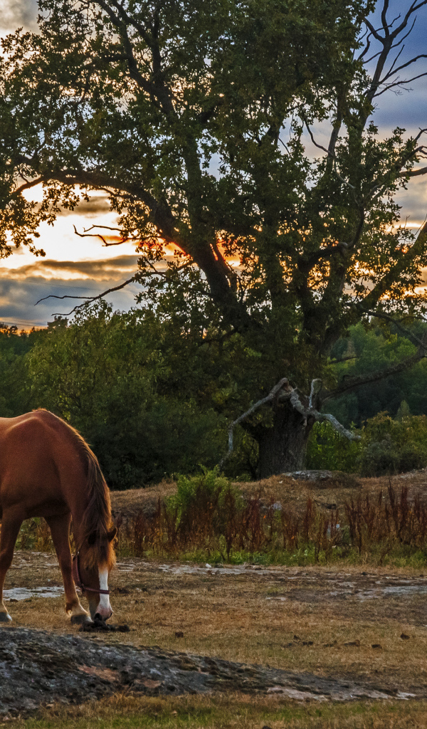 Две коричневых лошади пасутся на закате солнца