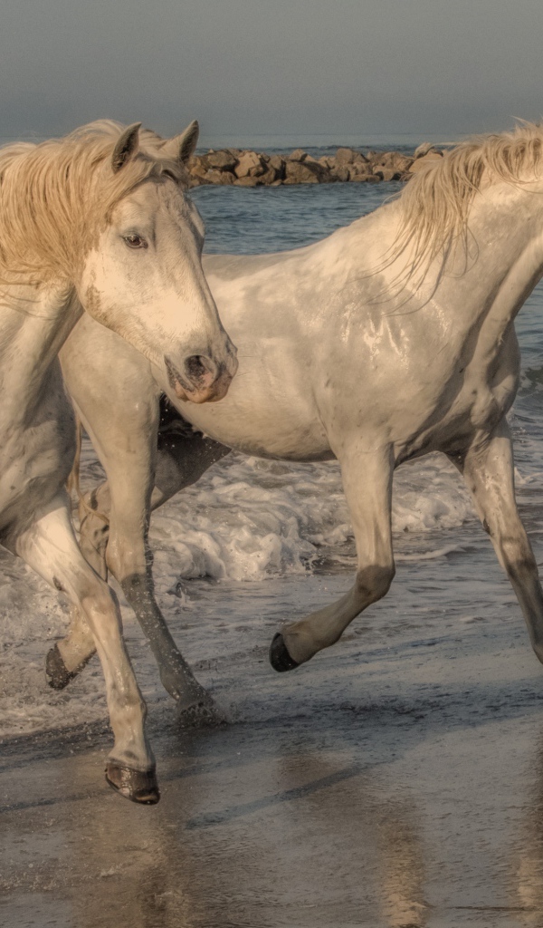 Две белые лошади бегут по песку на берегу моря