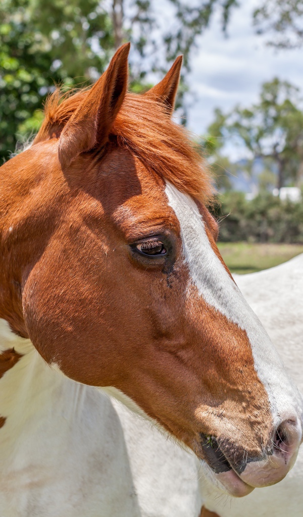 Бело -коричневая лошадь на ферме