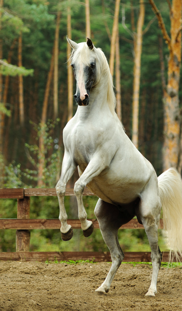 Белый конь встал на дыбы 