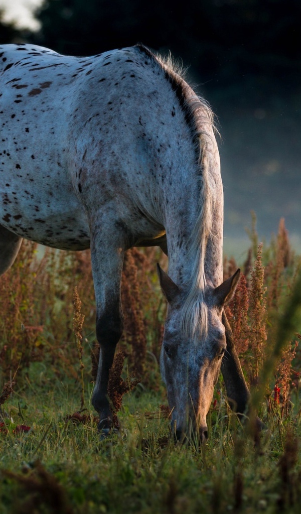 Белая пятнистая лошадь пасется на траве