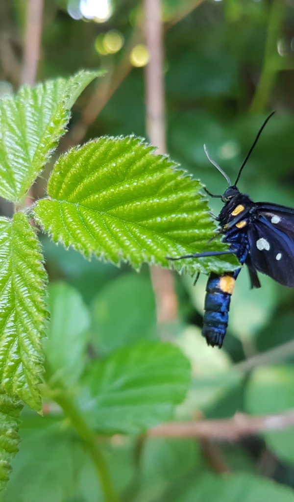Красивая черная бабочка  сидит на зеленом листе малины