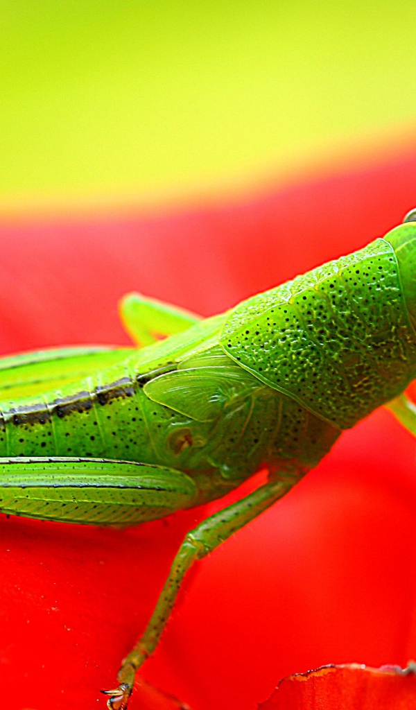 Красивый зеленый кузнечик сидит на красном цветке