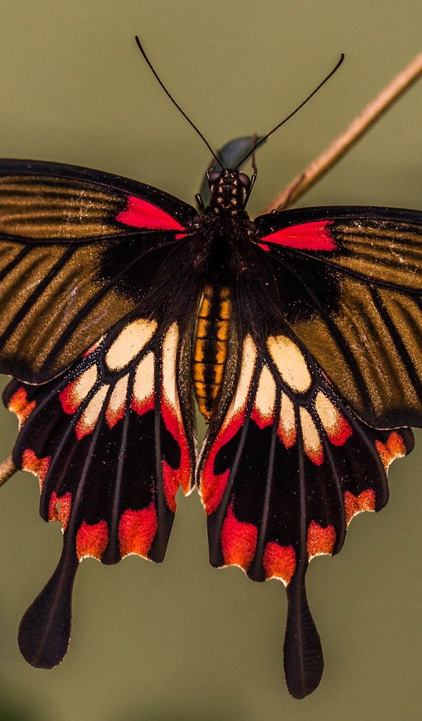 Красивая разноцветная бабочка сидит на тонкой ветке
