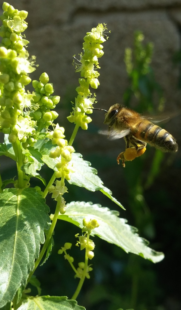 Пчела садится на зеленое растение 