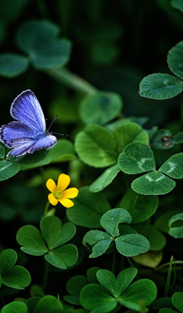 Маленькая голубая бабочка сидит на зеленом листе