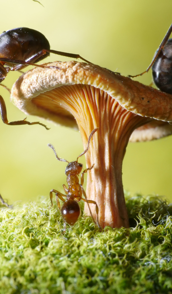 Муравья на грибе крупным планом 
