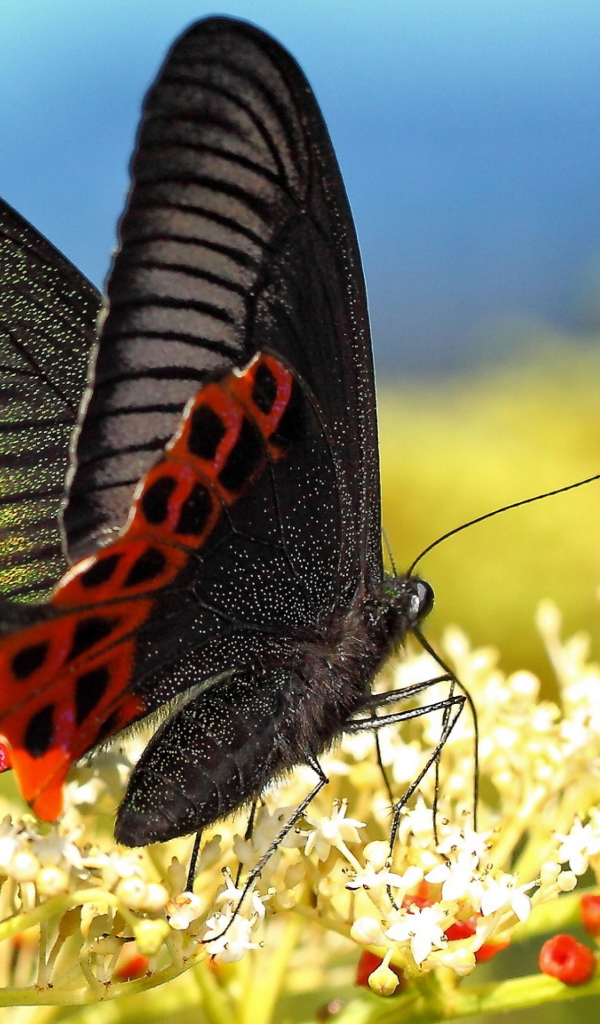 Красивая черная бабочка на белом цветке 