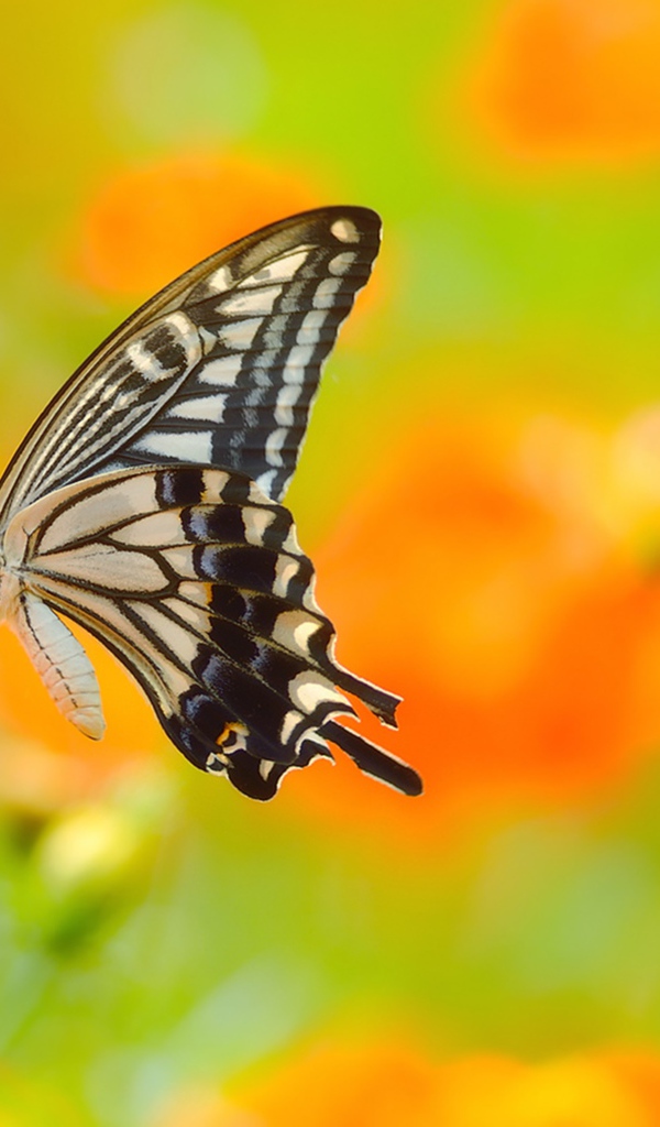 Красивая бабочка махаон сидит на оранжевом цветке