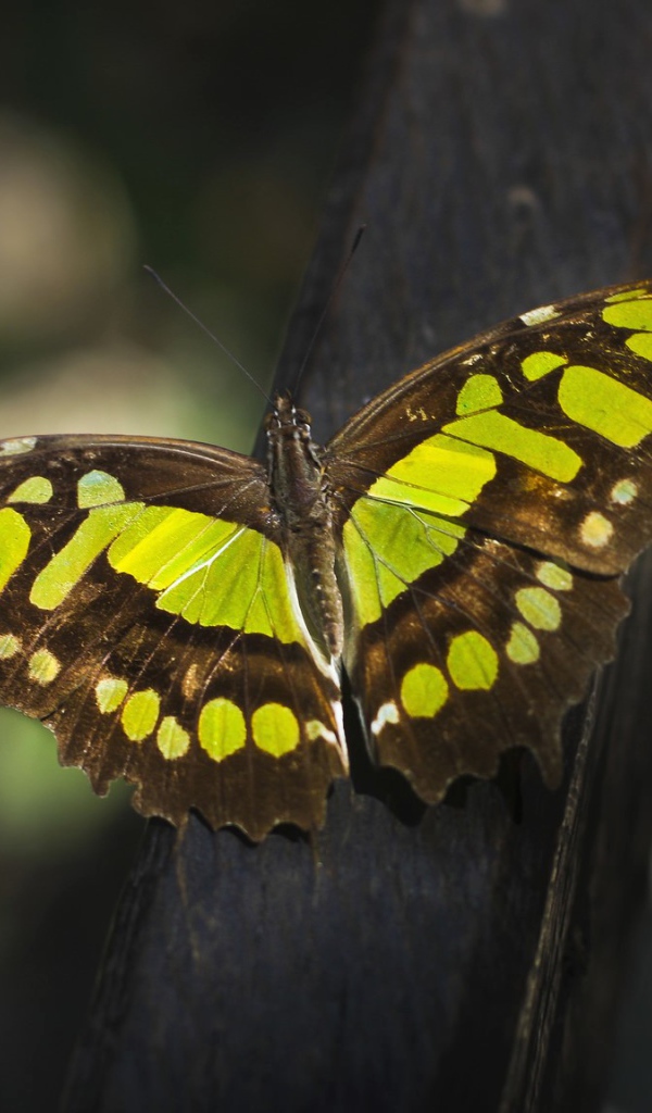 Красивая  бабочка крупным планом
