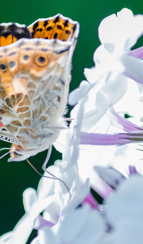 Красивая бабочка на нежном цветке 