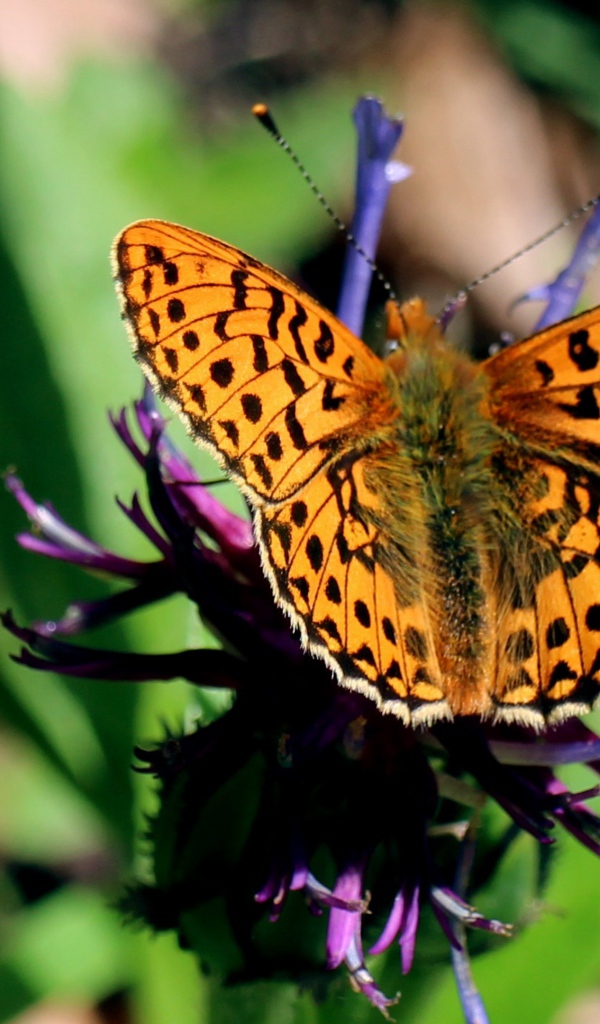 Красивая бабочка на фиолетовом цветке 