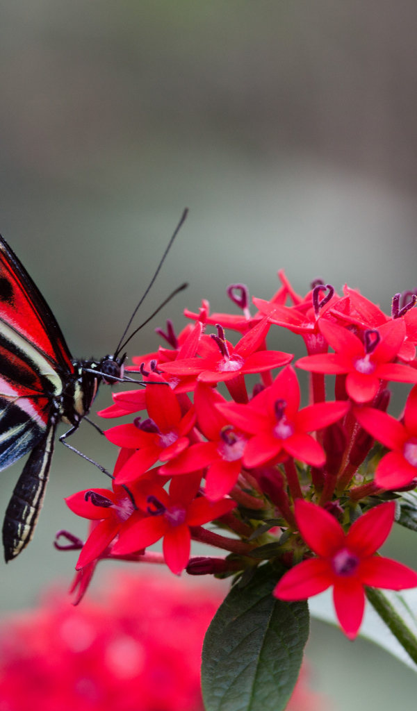 Красивая бабочка на красном цветке