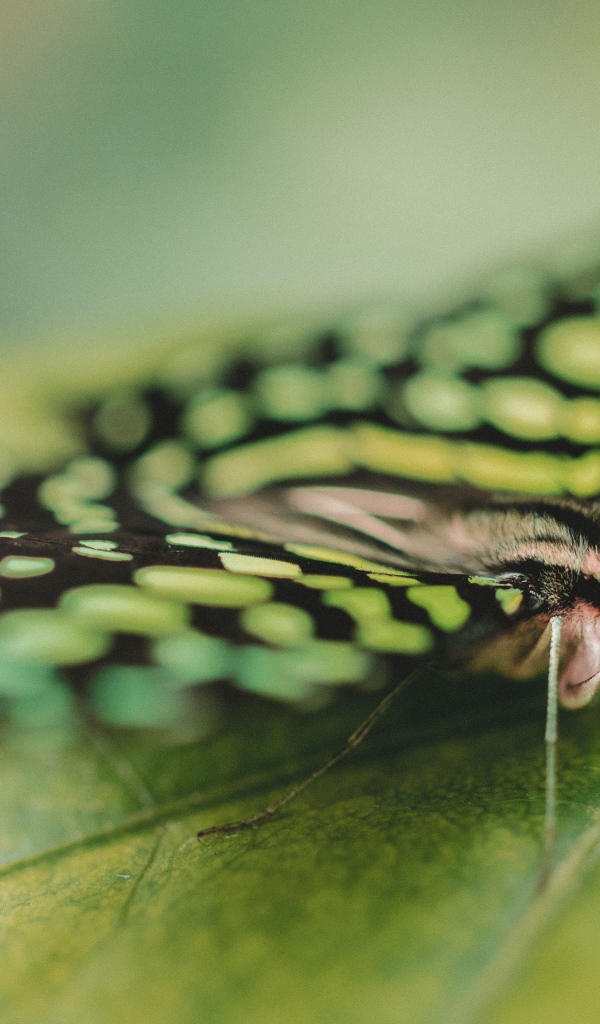 Красивая бабочка сидит на зеленом листе